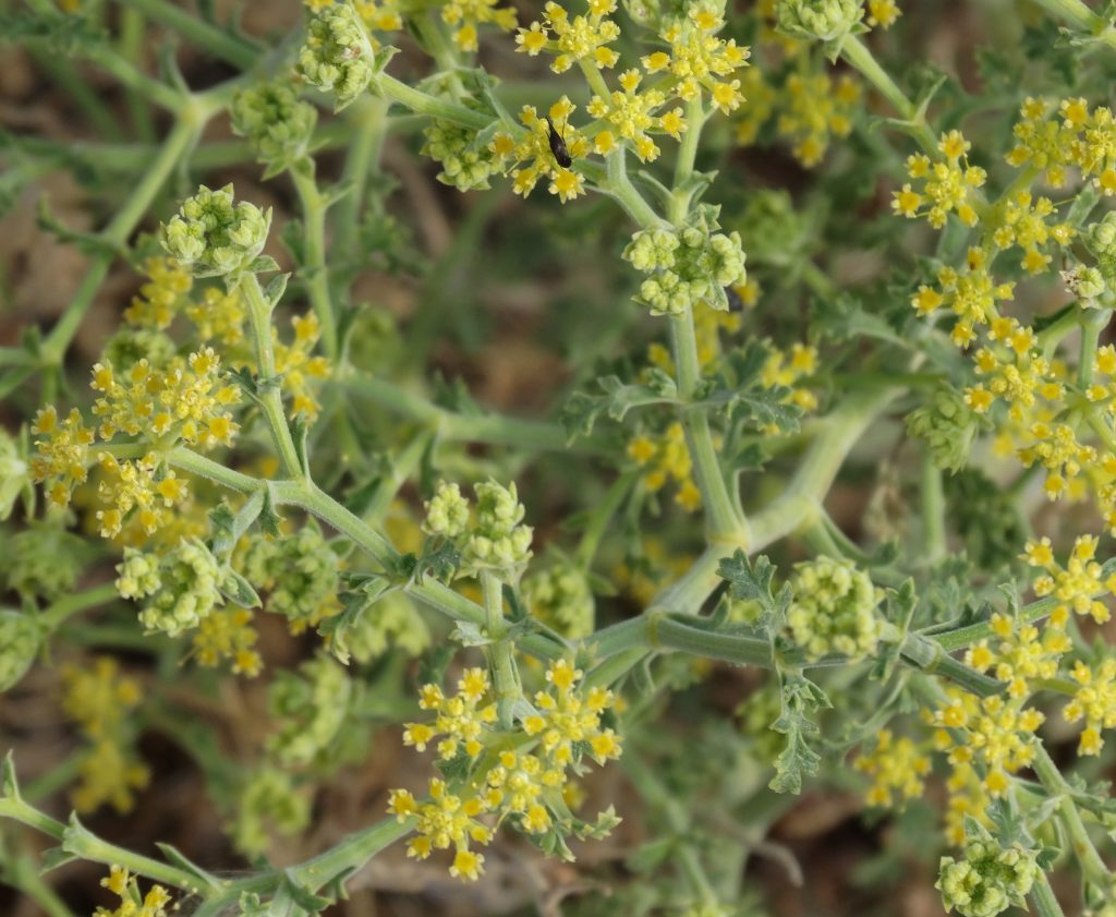 Tarhana Otu (Echinophora tenuifolia) Anadolu’nun Kokulu Şifası Yeniden Gündemde