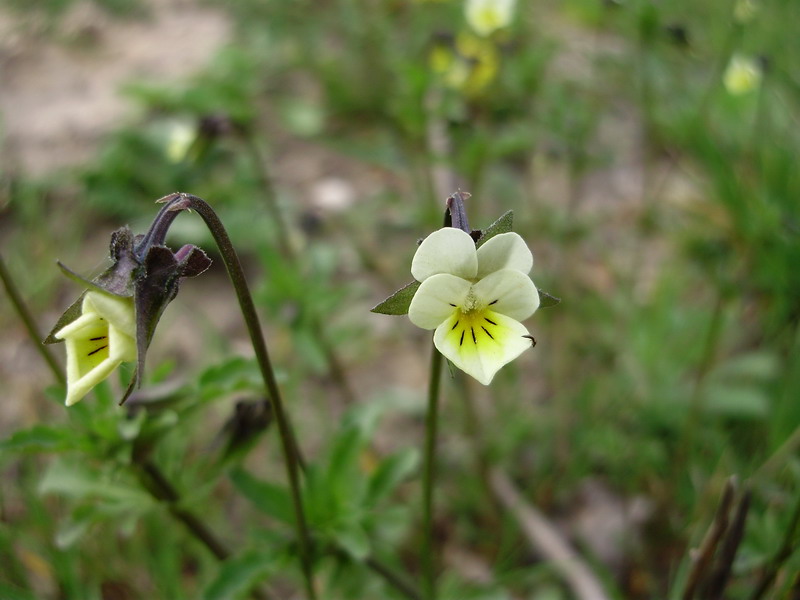 Tarla Menekşesi (Viola arvensis) Faydaları Nelerdir Doğal Şifa Kaynağı Bitki Hakkında Her Şey