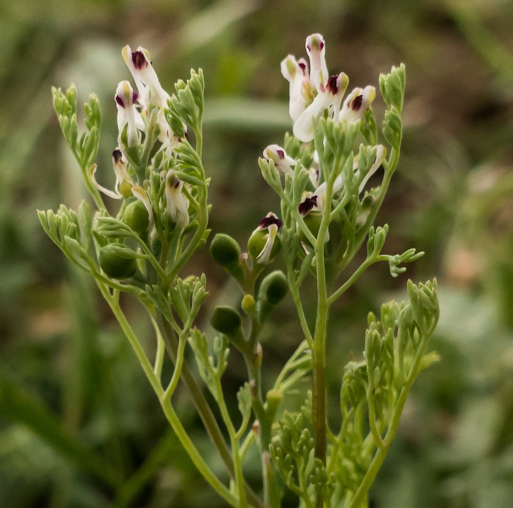 Tarla Şahteresi (Fumaria parviflora) Faydaları ve Özellikleri