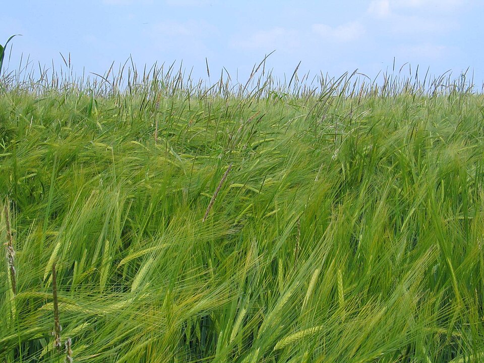 Tilki Kuyruğu (Alopecurus Myosuroides) Tarlalarda Hızla Yayılan  Hakkında Bilinmesi Gerekenler