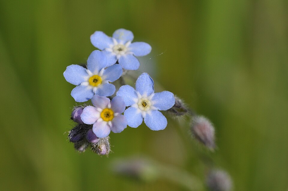 Unutma Beni Çiçeği (Myosotis arvensis) Özellikleri ve Faydaları