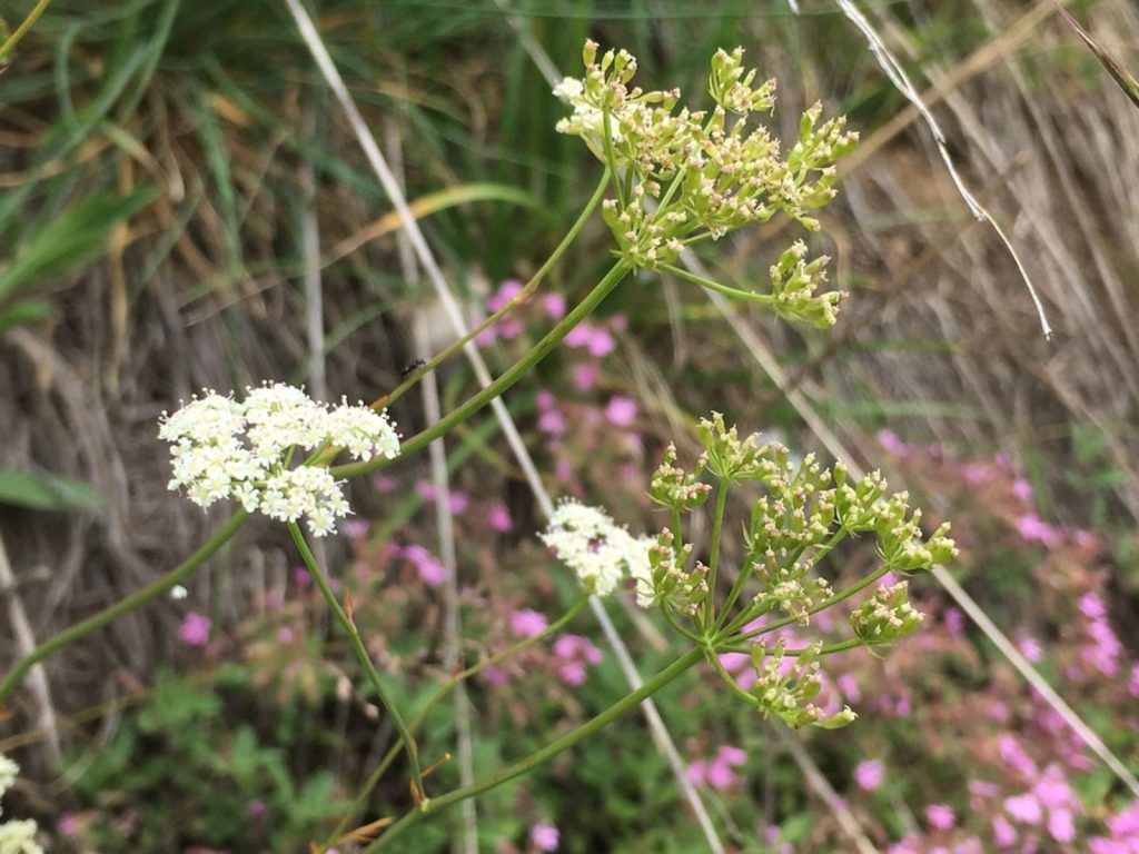 Yabani Kimyon (Bunium Paucifolium) Doğal Şifa Kaynağı Yeniden İlgi Görüyor
