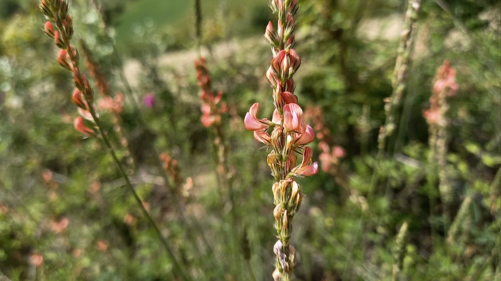 Yabani Korunga (Onobrychis gracilis) Doğada Kendiliğinden Yetişen Şifalı Bitkinin Bilinmeyen Gücü