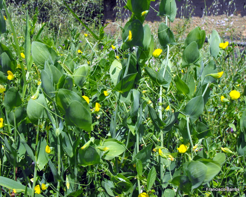 Yabani Mürdümük (Lathyrus Aphaca) Bitkisinin Özellikleri ve Faydaları