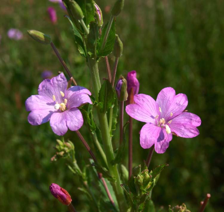 Yakı Otu (Epilobium tetragonum) Prostat ve Öksürük İçin Doğal Destek Arayanların Gözdesi Oldu