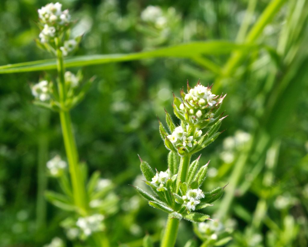Yabancı Yapışkan Ot (Galium spurium) Özellikleri ve Yayılma Gücü