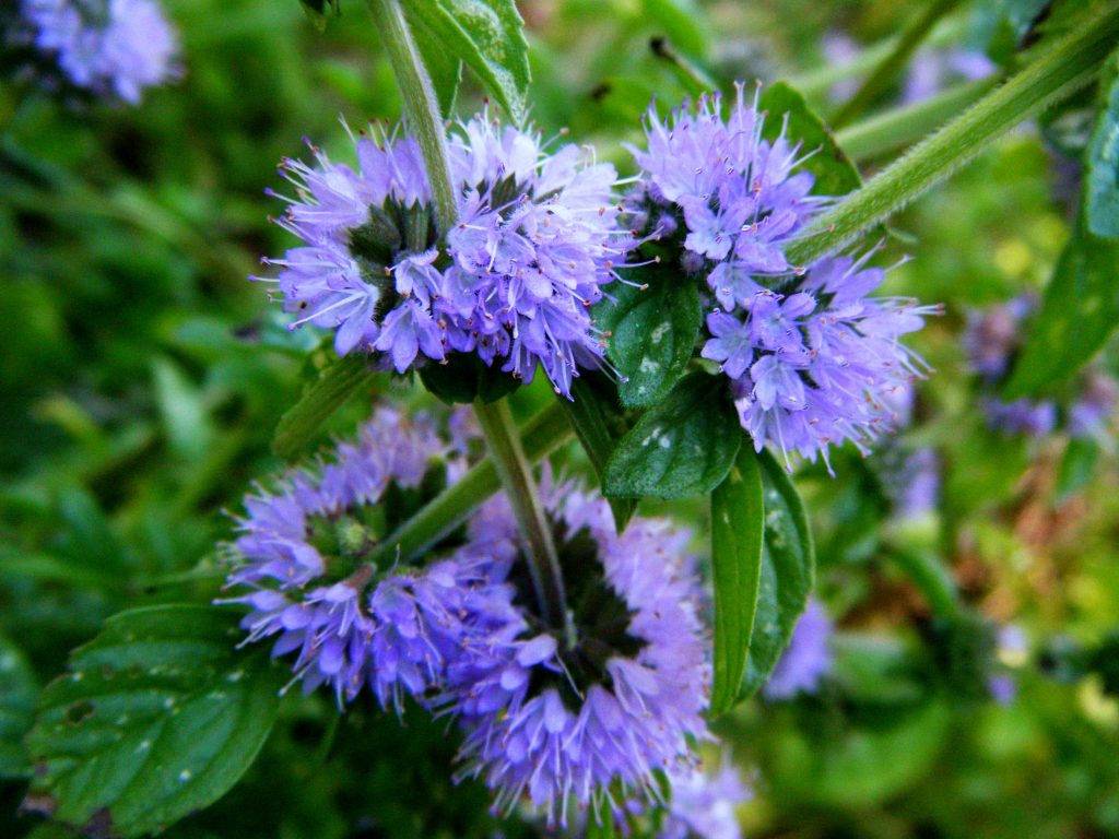 Yarpuz Bitkisi (Mentha Pulegium) Faydaları ve Kullanım Alanları
