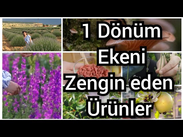 1 Dönüm Ekeni Zengin Eden Ürünler