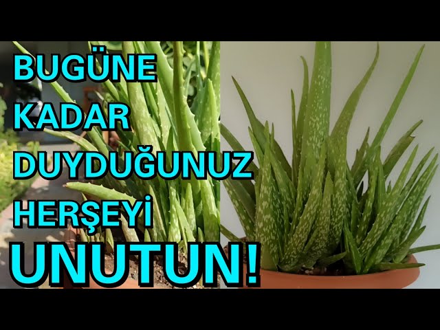 Aloe Vera Hakkında Gerçek Bilgiler – Video