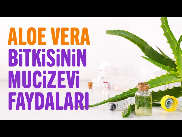 Aloe Vera Bitkisinin 8 Faydası, Aloe Vera Neye İyi Gelir? | Sağlıklı Yaşam Sırları – Video