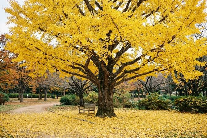 Ginkgo Biloba Nedir? Hafızayı Destekleyen Antik Ağacın Faydaları, Kullanımı ve Zararları