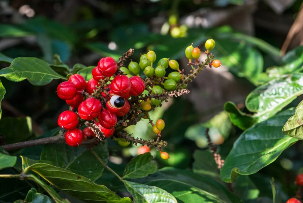 Guarana Bitkisi Nedir? Enerji Veren Bu Bitkinin Faydaları, Kullanımı ve Zararları