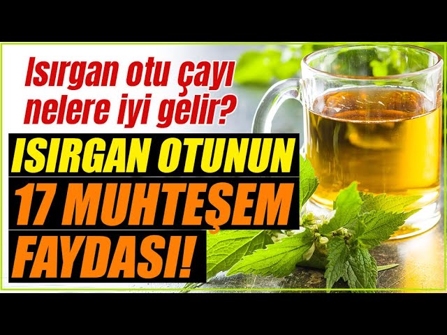 Isırgan Otu Faydaları Nelerdir? Neye İyi Gelir? Isırgan Otu Çayının Faydaları
