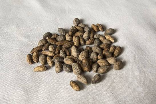 Zeytin Çekirdeğinin Faydaları Nelerdir? Besin Değerleri, Kullanımı ve Zararları